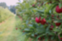 red delicious apple tree 