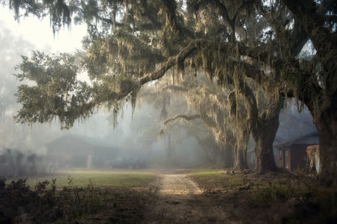 Morning Walk in the Fog