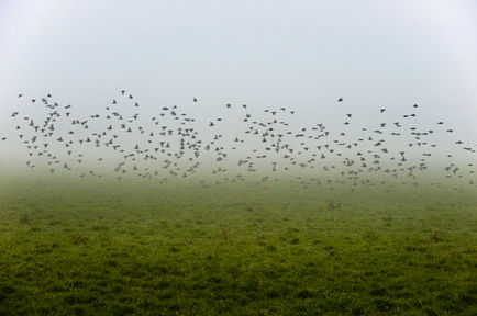 Starling Flock Rising