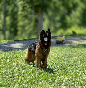BRUNO VOM LC GERMAN SHEPHERDS HAUS