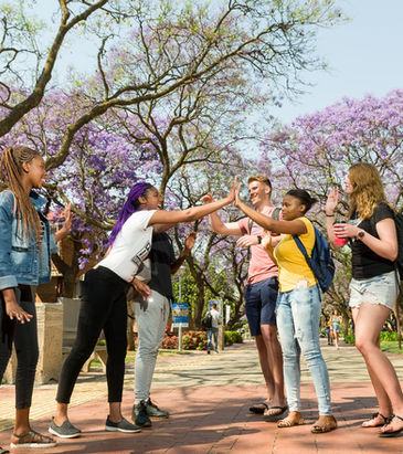 Jacarandas in full bloom from October