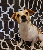 Roxy