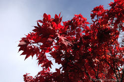 My Photography Red Tree
