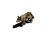 New Mexico Leather Wolves, animaged GIF