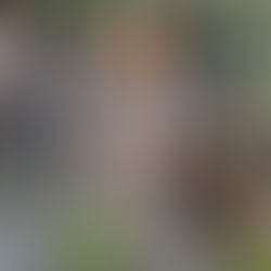 Volunteering at Wisley Gardens Raises Confidence for Langley Academy Students on Rising Futures 