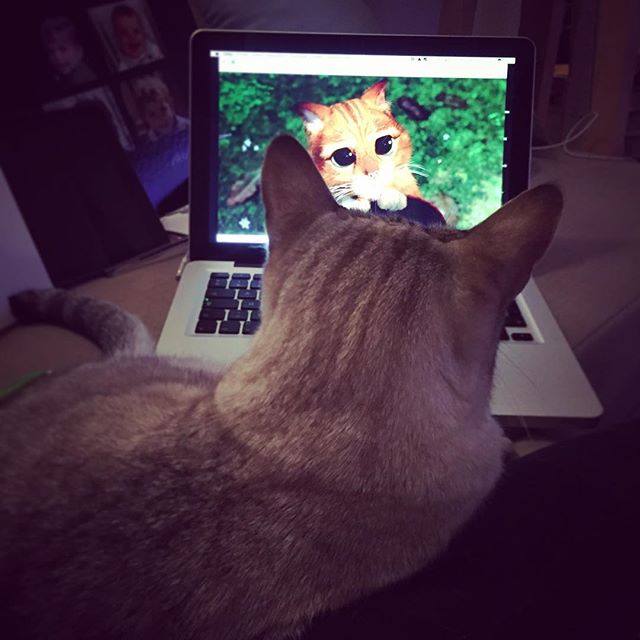 Le Jour Oùjai Mis Une Vidéo Youtube à Mes Chats