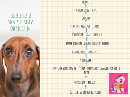 11 signes de stress chez le chien