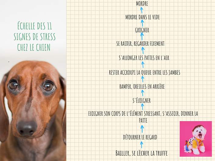 échelle_signes_stress_chien.png
