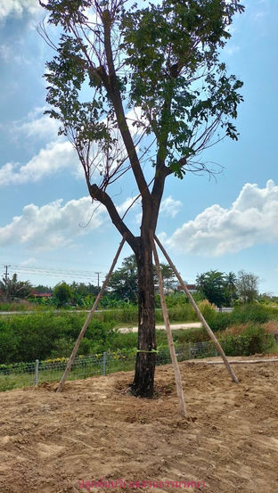 ปลูกต้นบริเวณสวนธรรมรศนา