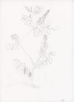 Indi_sketch