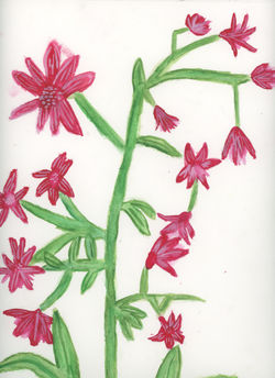 Jordan_watercolour