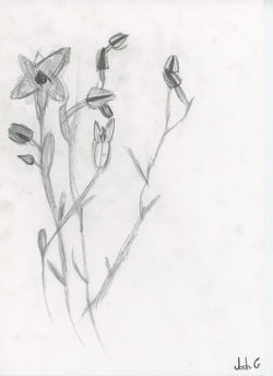 Josh_G_Sketch