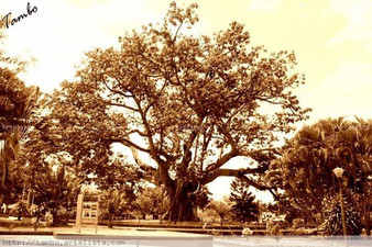 La Ceiba de la Libertad: ícono de la Independencia de Colombia