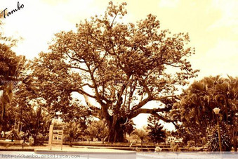 La Ceiba de la Libertad: ícono de la Independencia de Colombia