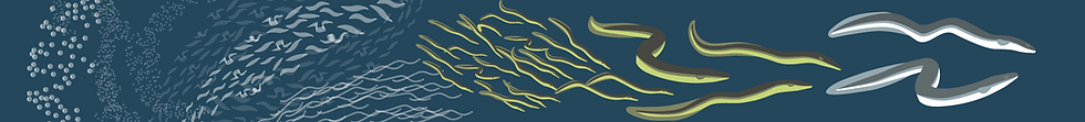 life cycle header.png