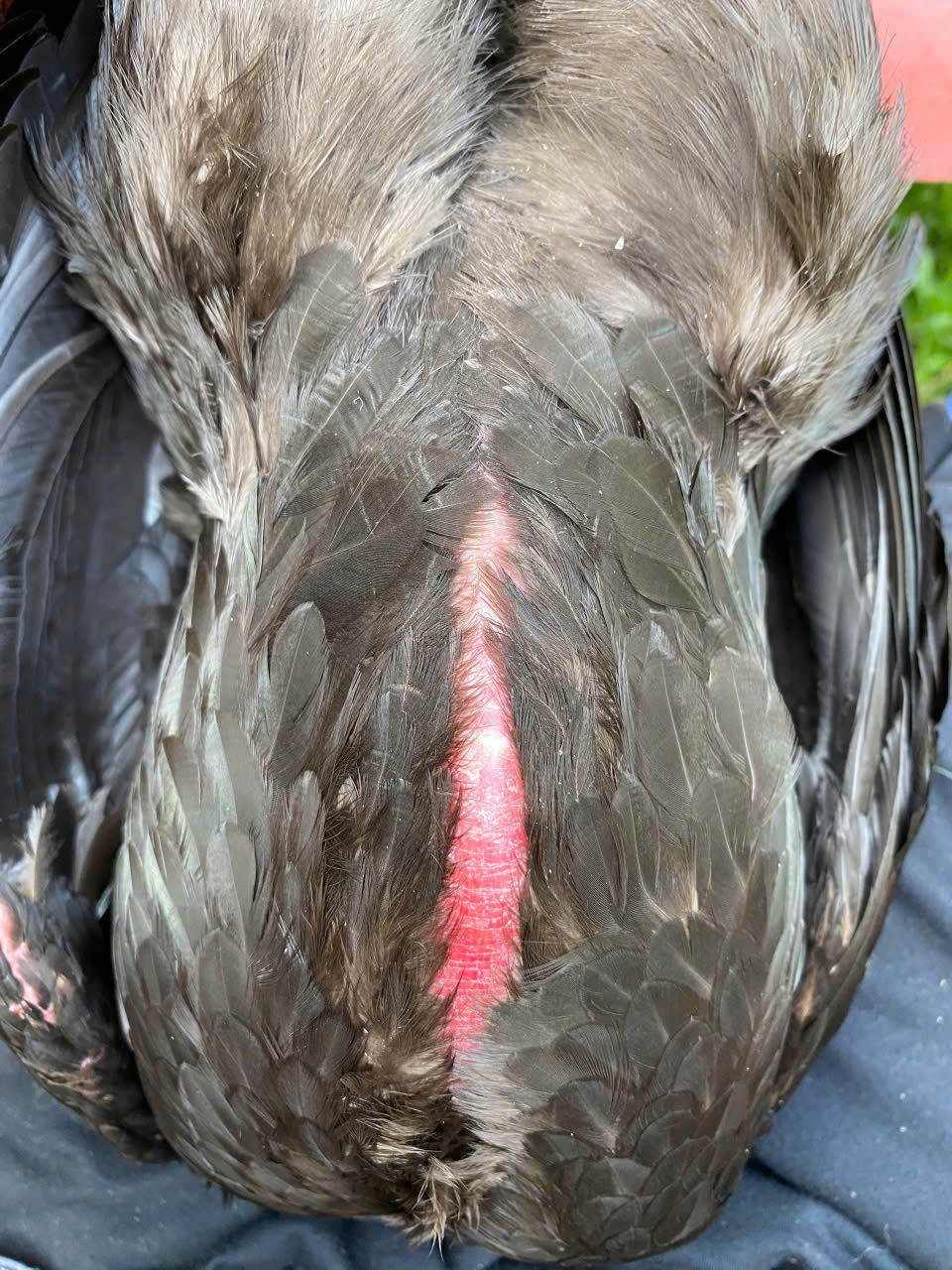 Hình thu nhỏ: Gà chọi Ba Bảo Bình Định - G42