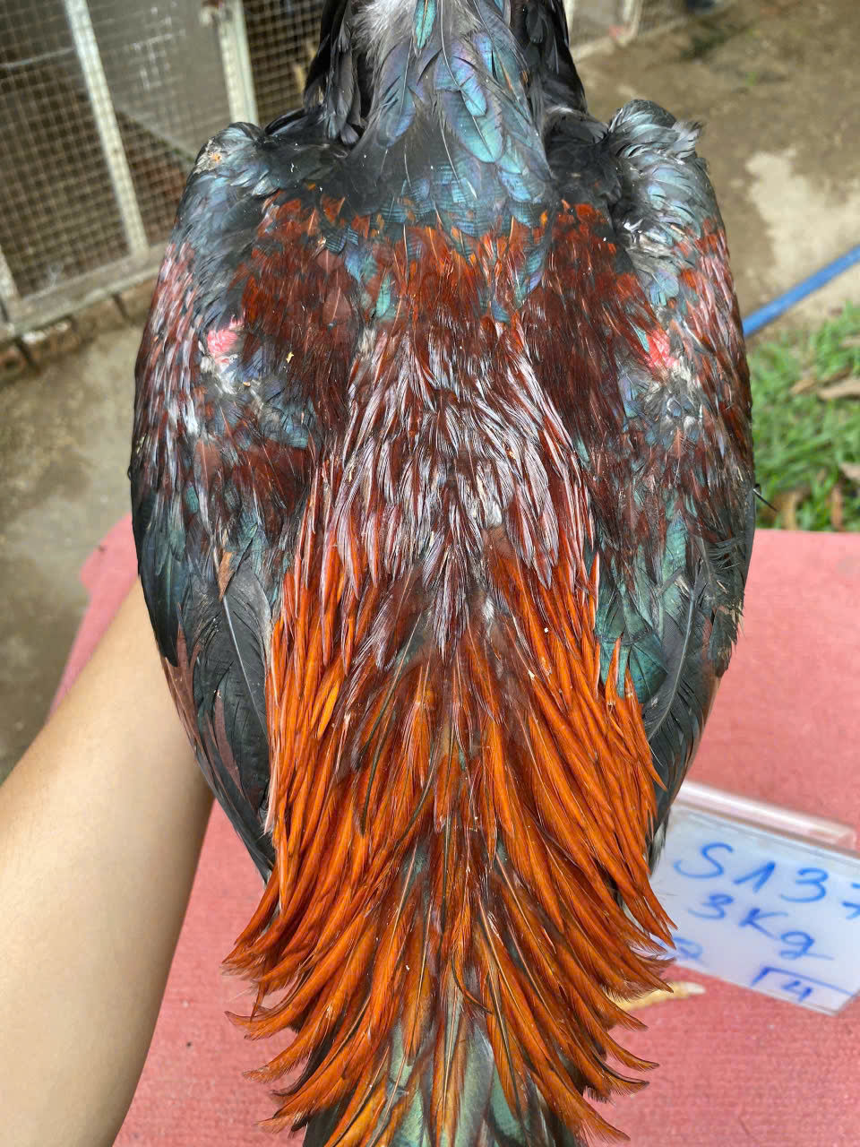 Hình thu nhỏ: Gà chọi Ba Bảo Bình Định - S137