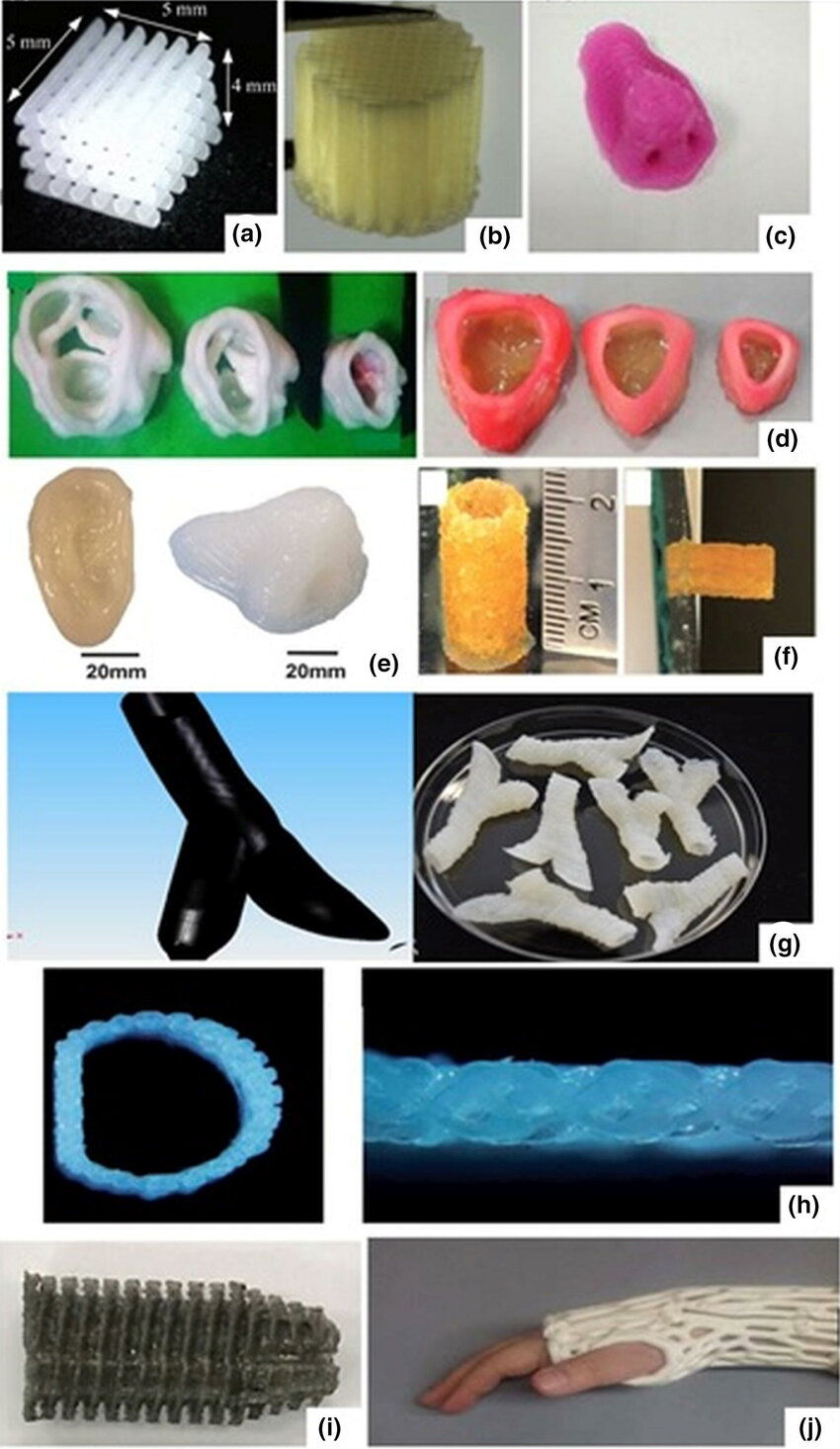 Impresión 3D de polímeros de PEG que sirven como andamios para el cultivo y proliferación de tejidos conectivos como cartílago, válvulas cardiacas y ligamentos. / Créditos imagen: Ghilan et al, 2020