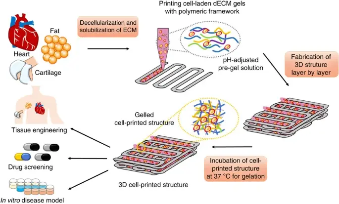 Impróensió de células en soportes de hidrogel / Crédito: Pati et al, 2014