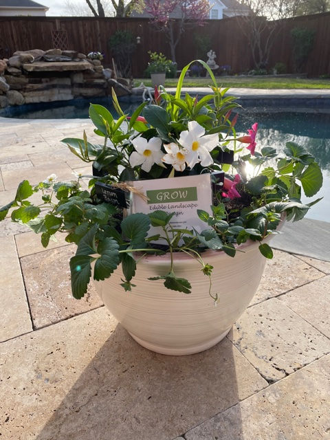 Cocktail Planter with Recipies