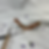 Thumbnail: Mountain Brush Rests