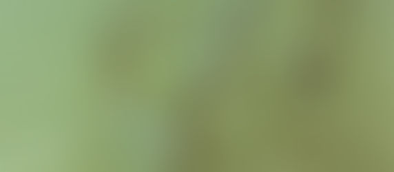 Sul da ilha de floripa - 35mm