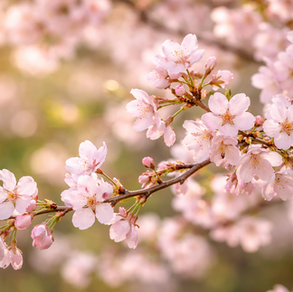Cherry Blossom Flower Image. Delicate pink cherry blossoms bloom on branches during the spring season.