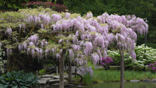 Spring Color Shines at the Japanese Garden