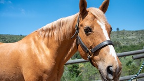 How Horses Heal—In More Ways Than You Know