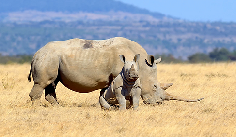 Rhino Pair.png