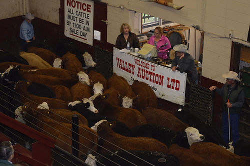 A full ring of cattle at one of the regular Thursday Sales at Valley Auction Ltd.