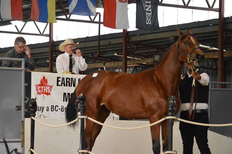 Don Raffan sells at the Canadian Thoroughbred Horse society sale in Langley BC