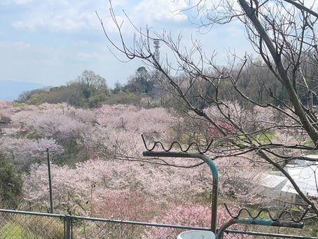 すっかり暖かくなってしまいました
