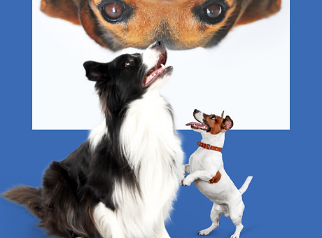 Dog Logo.png