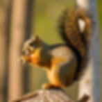 fox squirrel.jpg