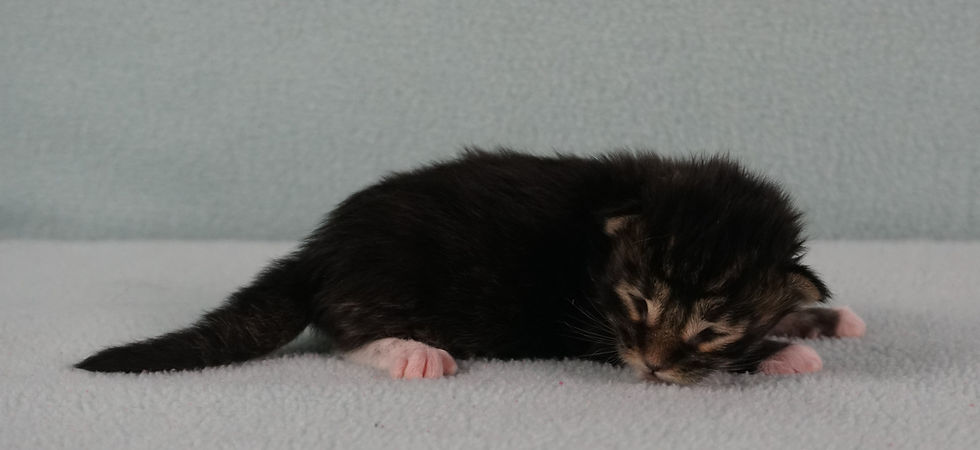 Major Tom (Hashbrown) at 1 week