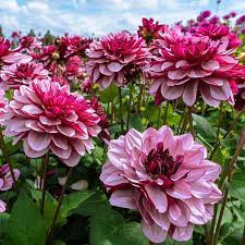 Creme de Cassis | Mama's Dahlia Farm