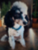 Bash the Toy Poodle Stud