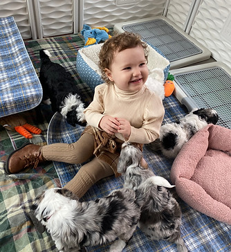Lila's current mini Bernedoodle litter. They are all spoken for.