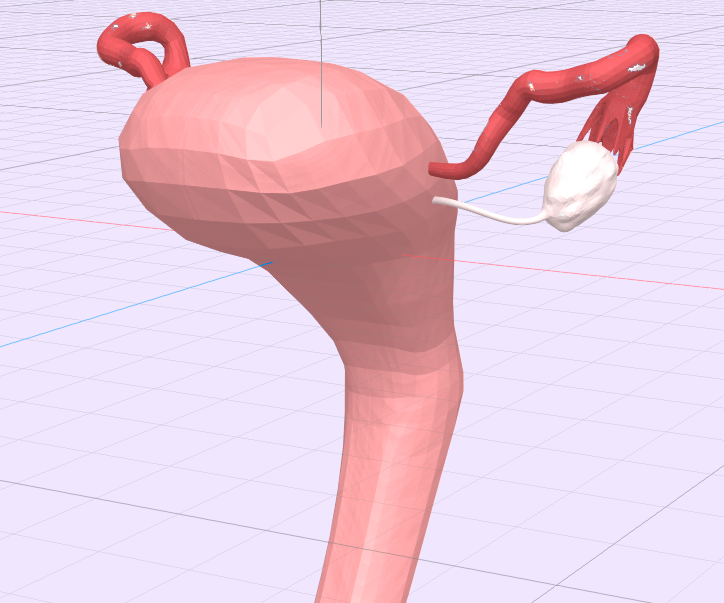 3d model of a uterus