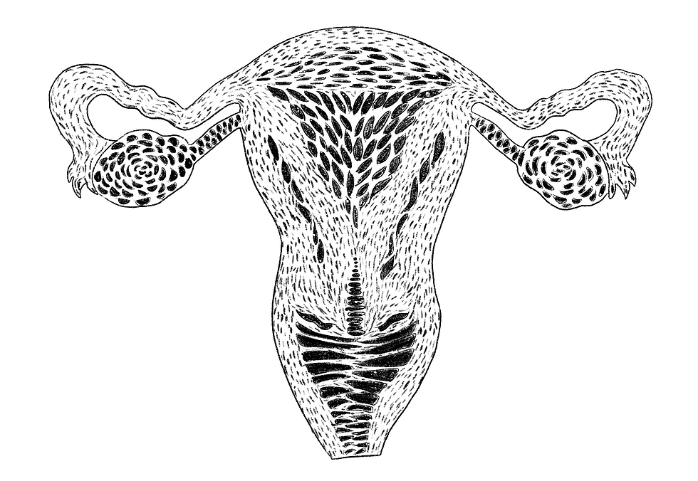 pencil sketch of a uterus