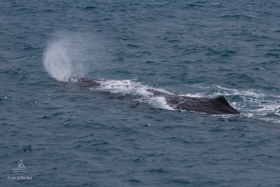 Whale