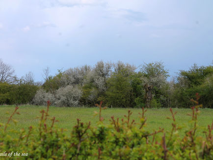 The Maasheggen an unique UNESCO biosphere in the Netherlands