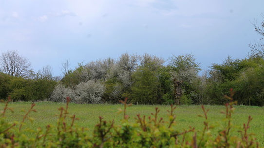 The Maasheggen an unique UNESCO biosphere in the Netherlands