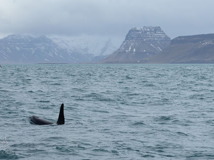 A new chapter: moving to Iceland