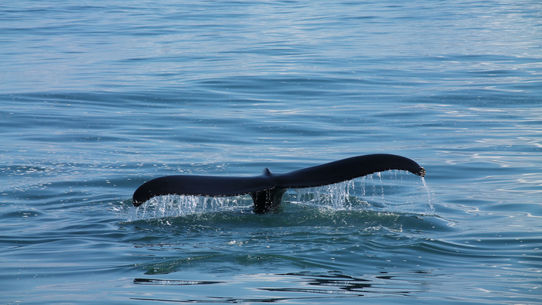Whale poop vs. climate change