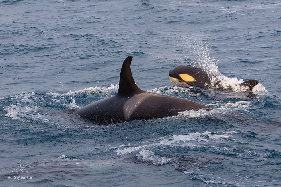 mother and calf
