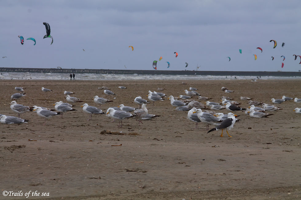 A perfect example of a beach with gulls and human recreational activities