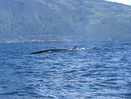 The Azores: A whale and dolphin hotspot!