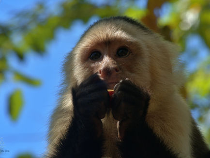 World cruise part III: Where we experience stormy and hot weather, sail through a country and see Central America's wildlife!